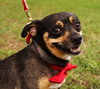 Petie the Big Chihuahua