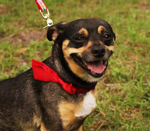 Petie the Big Chihuahua