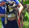 Petie the Big Chihuahua