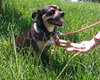 Petie the Big Chihuahua