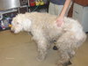 Hoover the Doodle-Wolf