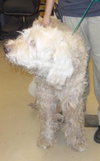 Hoover the Doodle-Wolf