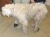 Hoover the Doodle-Wolf