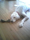 Hoover the Doodle-Wolf