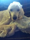 Hoover the Doodle-Wolf