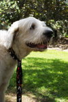 Hoover the Doodle-Wolf