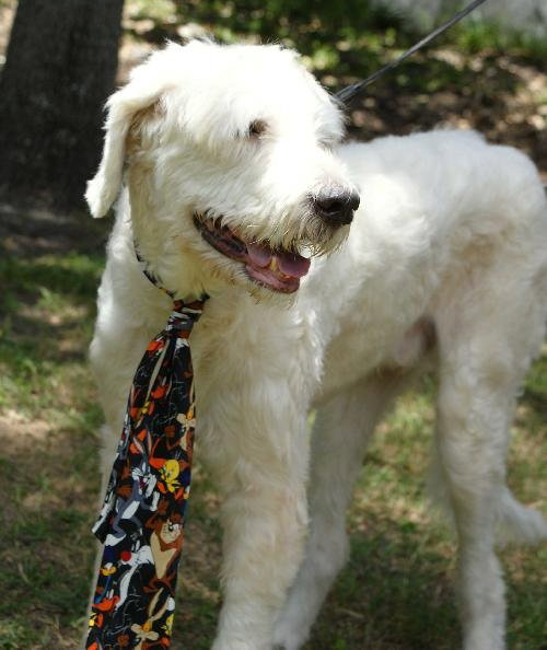 Hoover the Doodle-Wolf