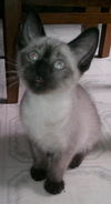 Seeker the Siamese Kitten
