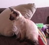 Seeker the Siamese Kitten