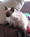 Seeker the Siamese Kitten