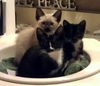 Seeker the Siamese Kitten