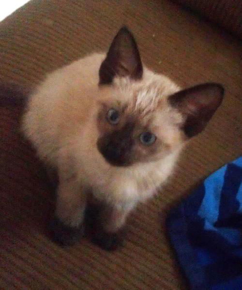 Seeker the Siamese Kitten