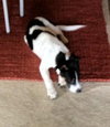 Kelson the Cute Terrier Puppy