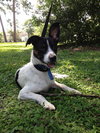 Kelson the Cute Terrier Puppy
