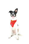 Kelson the Cute Terrier Puppy