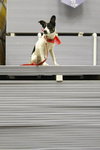Kelson the Cute Terrier Puppy