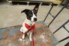 Kelson the Cute Terrier Puppy