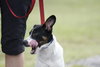 Kelson the Cute Terrier Puppy