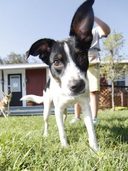 Kelson the Cute Terrier Puppy
