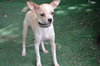 Neva the Tea Cup Chihuahua