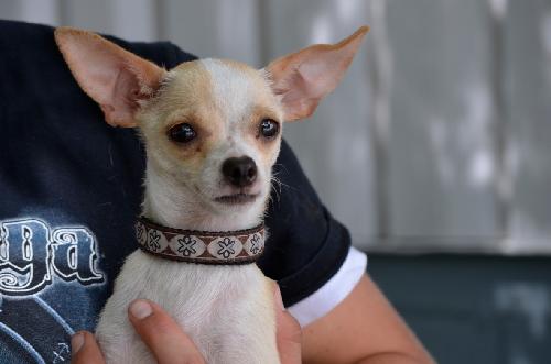 Neva the Tea Cup Chihuahua