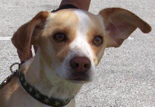 Charlie the Jack Russell