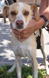 Charlie the Jack Russell