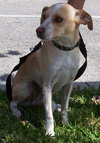 Charlie the Jack Russell
