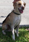 Charlie the Jack Russell