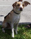 Charlie the Jack Russell