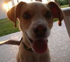 Charlie the Jack Russell