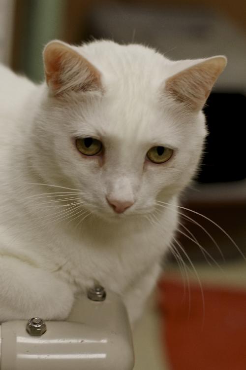 Truman (Declawed)