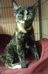 Pepper (Declawed)