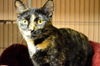 Pepper (Declawed)