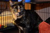 Pepper (Declawed)