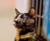 Pepper (Declawed)