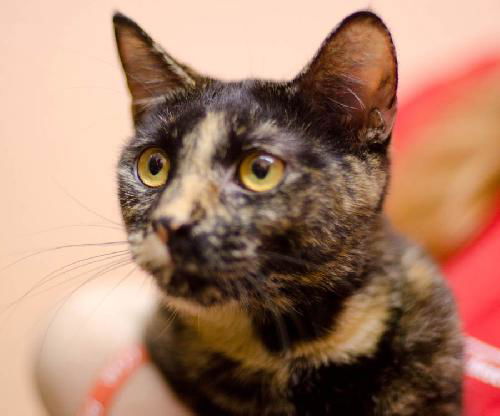 Pepper (Declawed)