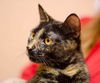 Pepper (Declawed)