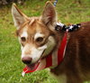 Kesha the Husky Puppy