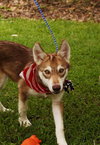 Kesha the Husky Puppy
