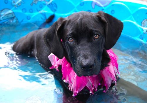 Juliette the Bouncy Lab Puppy