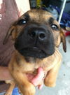 Cedar the Shepherd Puppy