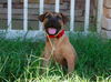 Cedar the Shepherd Puppy
