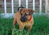 Cedar the Shepherd Puppy