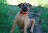 Cedar the Shepherd Puppy