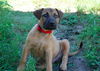 Cedar the Shepherd Puppy