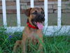 Cedar the Shepherd Puppy