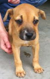 Willow the Shepherd Puppy