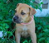 Willow the Shepherd Puppy