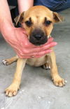 Hazel the Shepherd Puppy